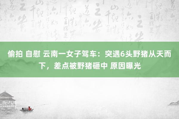 偷拍 自慰 云南一女子驾车：突遇6头野猪从天而下，差点被野猪砸中 原因曝光